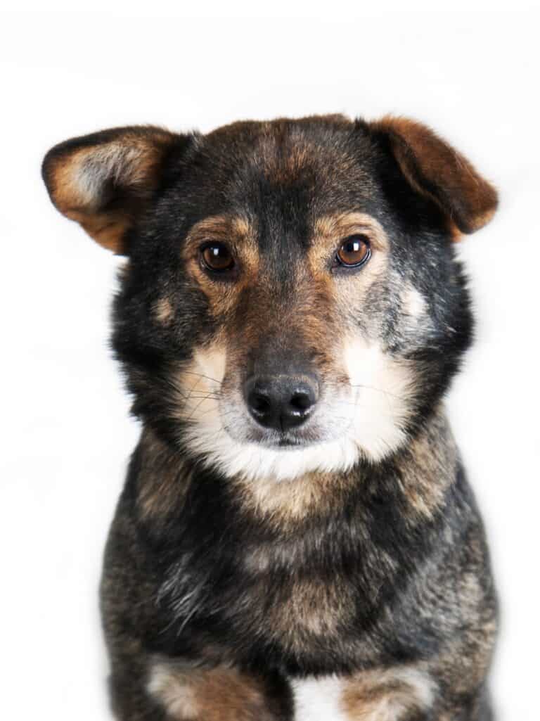 Dzekis (Jack) nyk. Jaska