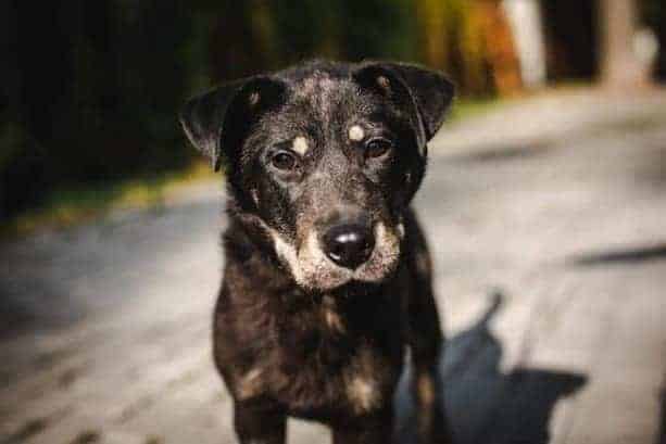 Ice/Vanilla Ice nyk. Vili