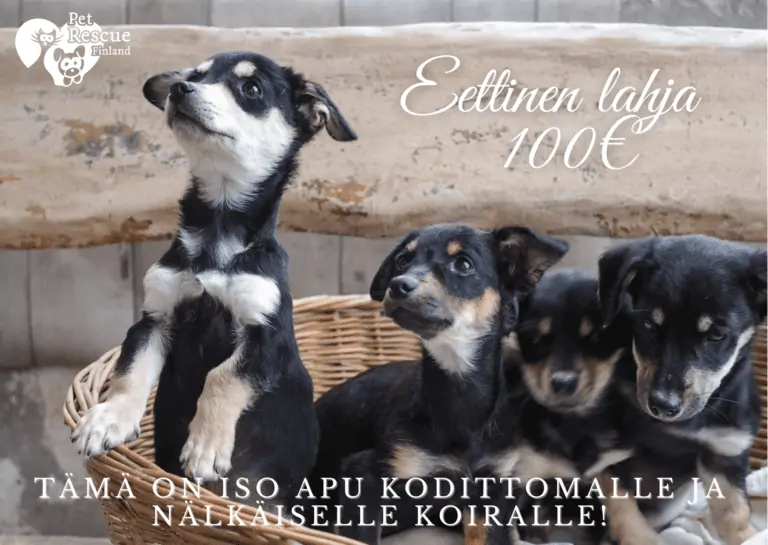 Kauppa-eettinenlahjakortti100