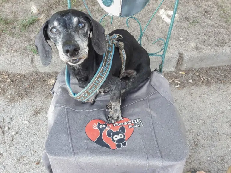 Lahjoita- yleislahjoitus Lahjoita- yleislahjoitus