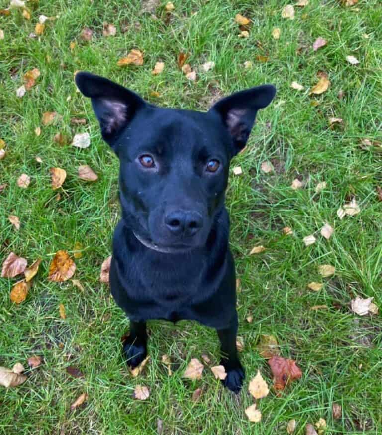 Markizas nyk. Finneas