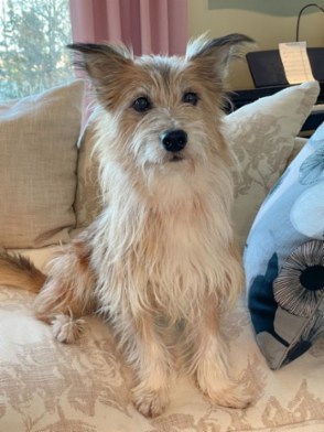 Rokis Pieni nyk. Tuisku