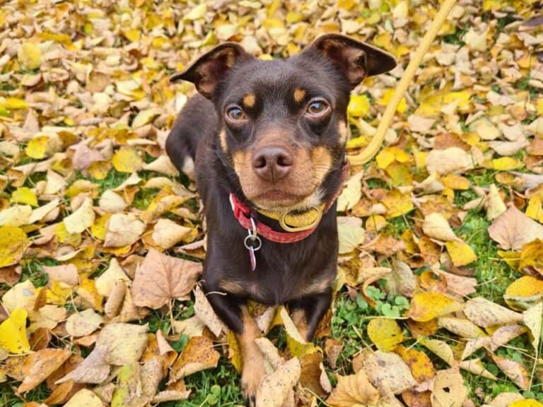 Sokoladukas nyk. Seppo