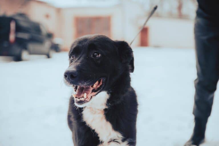 Uraganas (Pyörremyrsky)