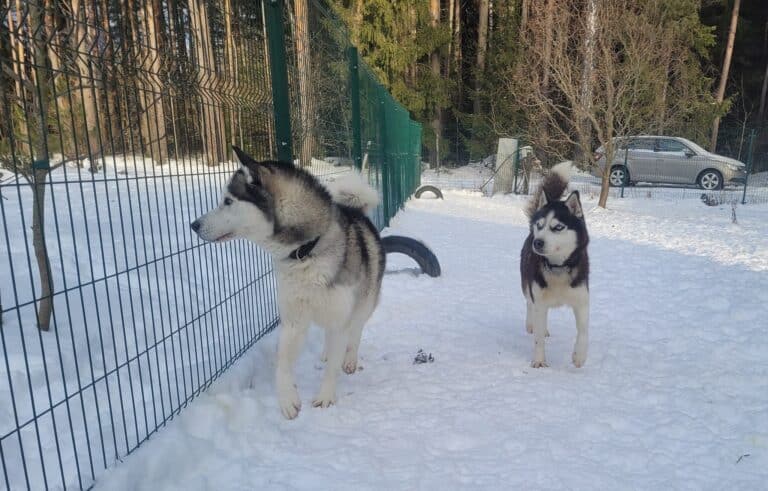 Vera ♀ ja Pikaciu ♂