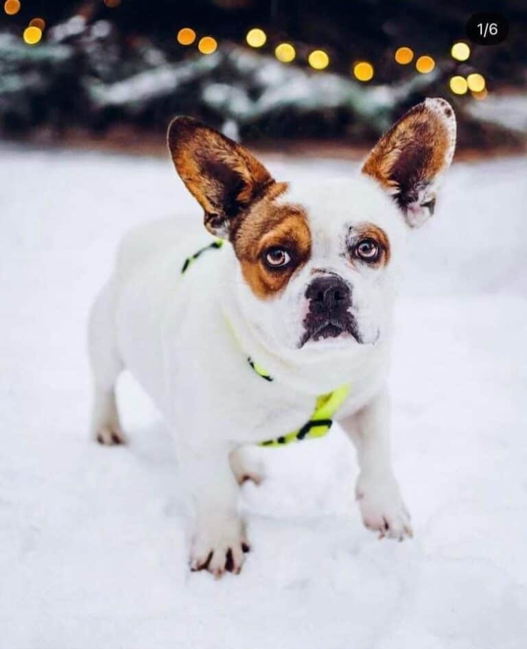 Basteris nyk. Buster