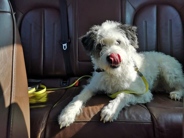 Betmenas nyk. Bättis