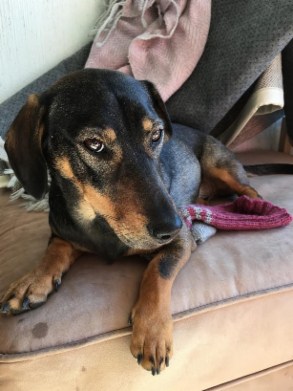 Mammamäykky nyk. Elma