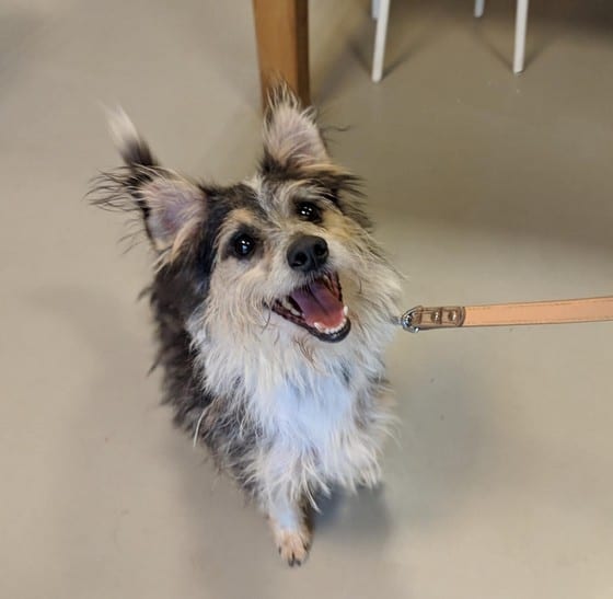 Frizbis nyk. Frisbee