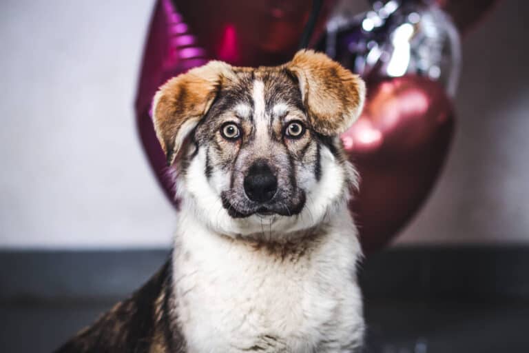 Gintariuke nyk. Ramona