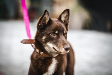 Kapucinas nyk. Kapuki