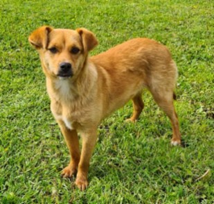 Karamele nyk. Totoro