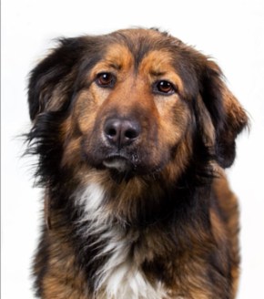 Long Island nyk. Sulo