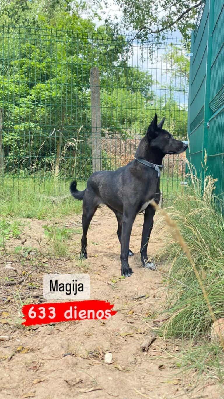 Magija nyk. Maija