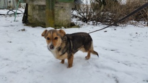 Mirksiuke nyk. Mirks