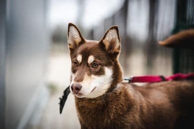 Mokacina nyk. Haruka