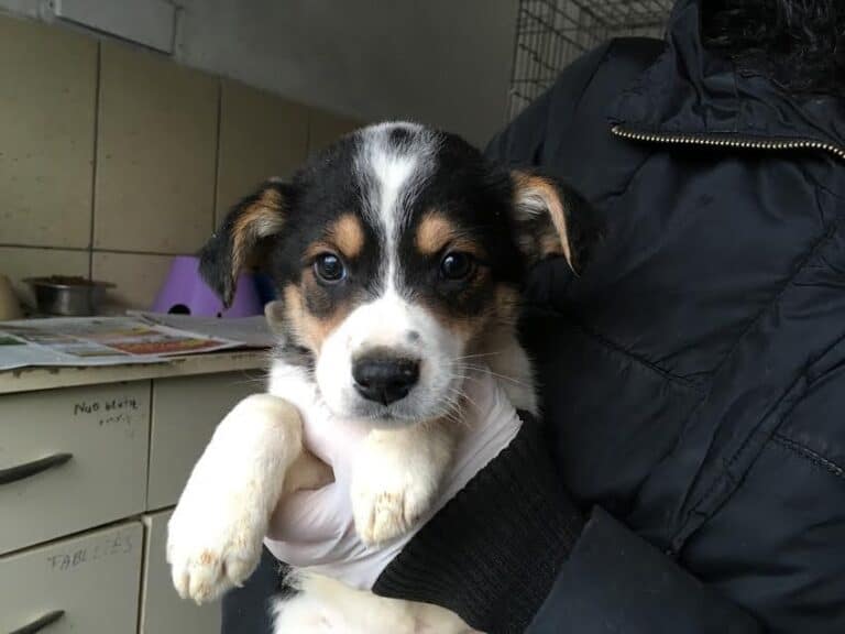 Poikapentu nyk. Banjo