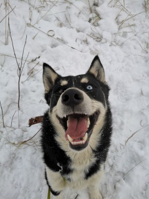 Persikelis nyk. Rollo