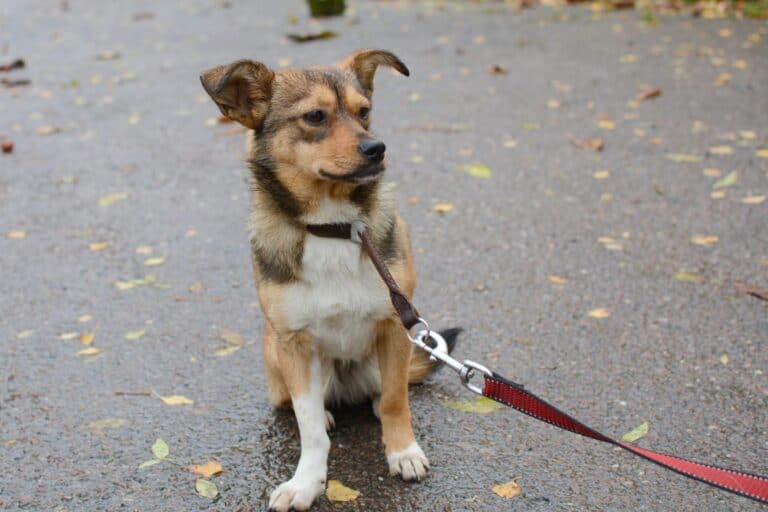 Princese nyk. Tuittu