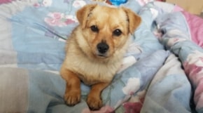 Pune (Punia) nyk. Nallu