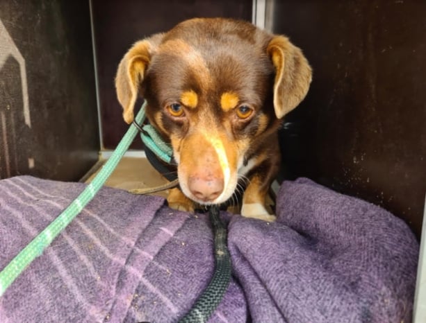 Sokoladis nyk. Carl Gustav ”Kalle”