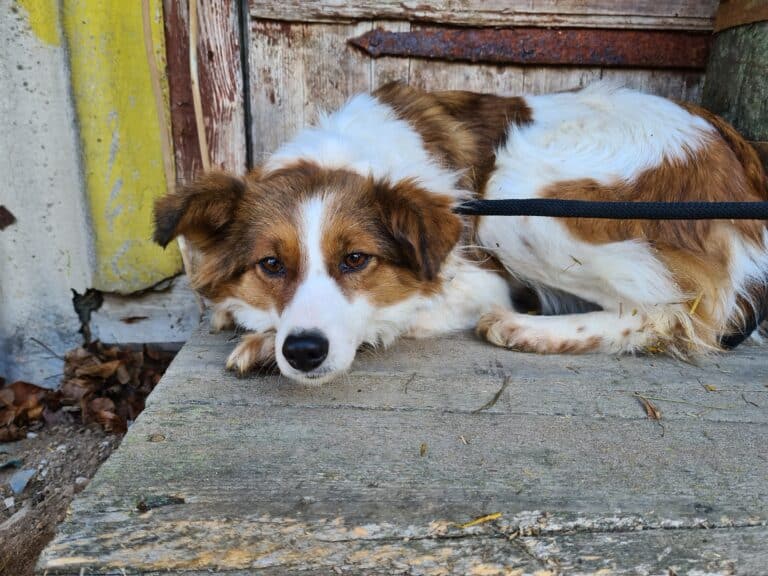 Stirnyte nyk. Tofsen