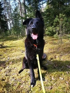 Talismanas nyk. Taison