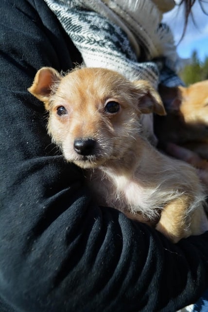 Tyttö nro 1 nyk. Lunute