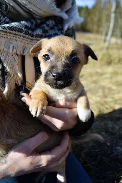 Tyttö nro 2 nyk. Maya