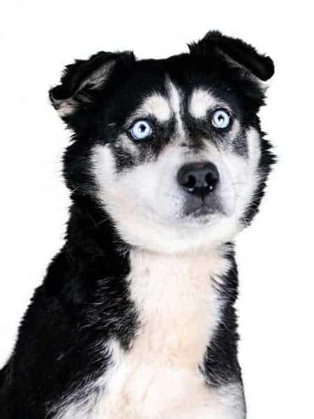 Venesuela nyk. Milka