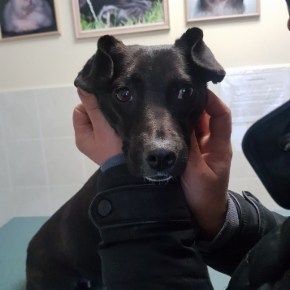 Vysnia nyk. Kirsikka