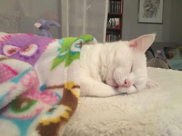 Princese nyk. Lumikki