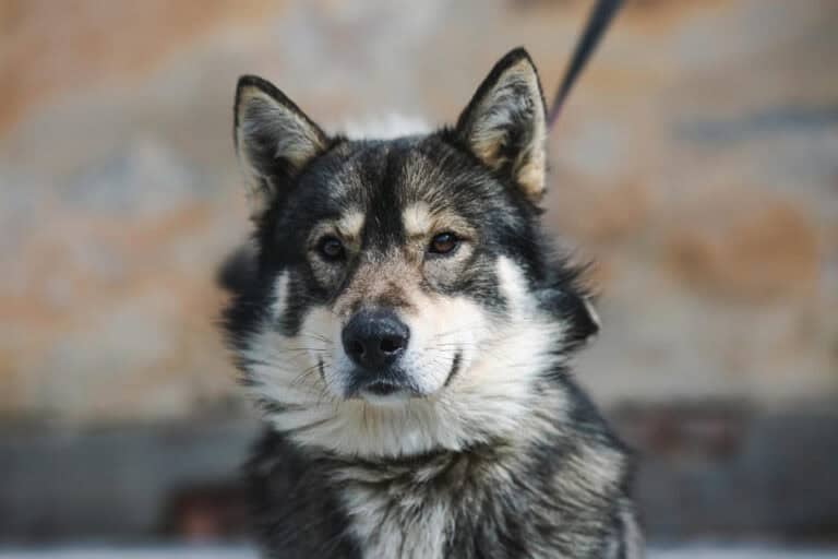 Franklinas nyk. Dali