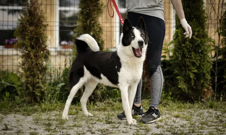 Meskis ”sinisilmä”