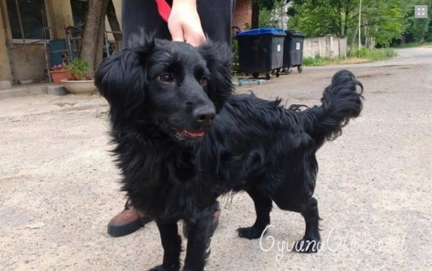 Musta (Bravo) nyk. Piki