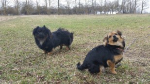 Pupa ♀ ja Mopsis ♂