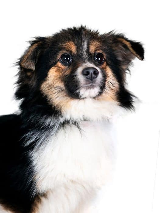 Samuelis nyk. Samuel