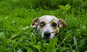 Sinisilmä Leila nyk. Elli