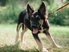 Tupsukorva nyk. Tuhka