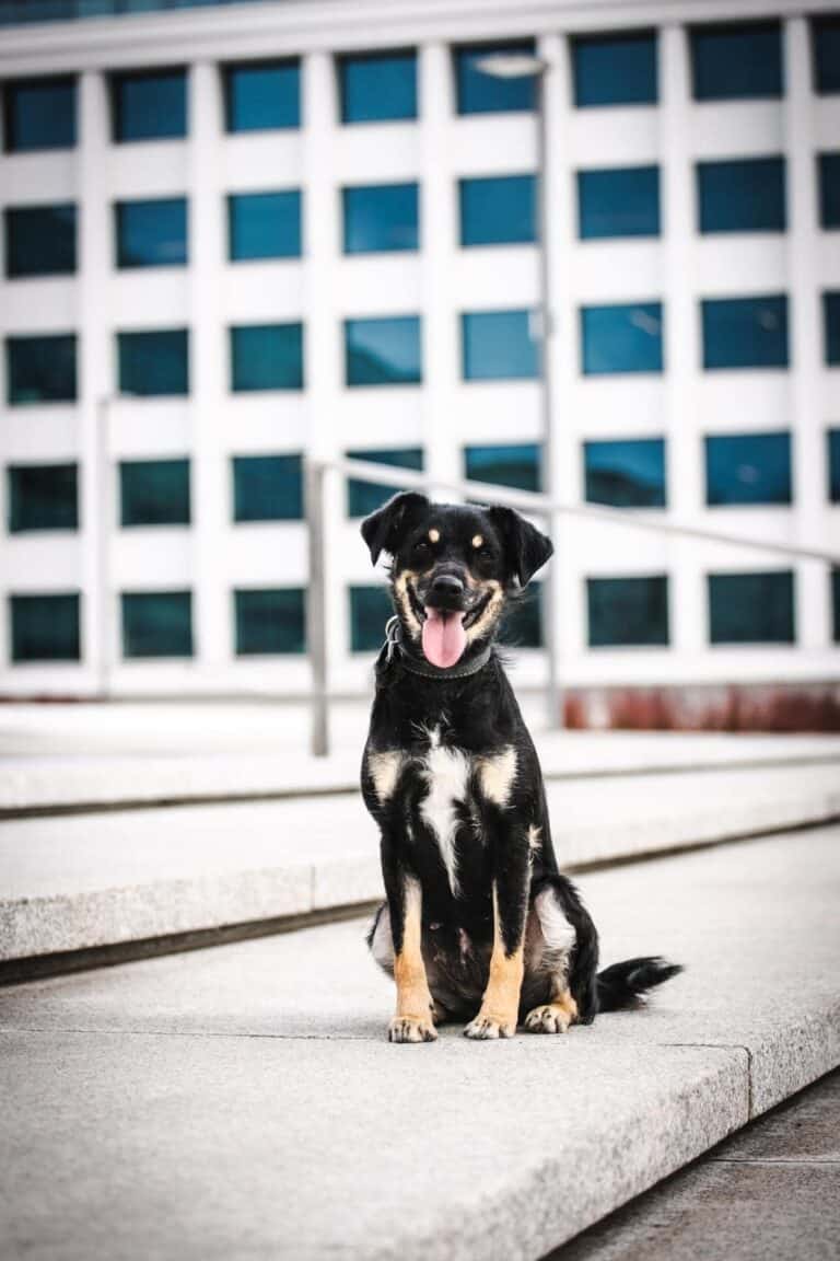 Spanguolyte nyk. Hilma