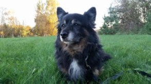 Spurgiukas nyk. Spurgis