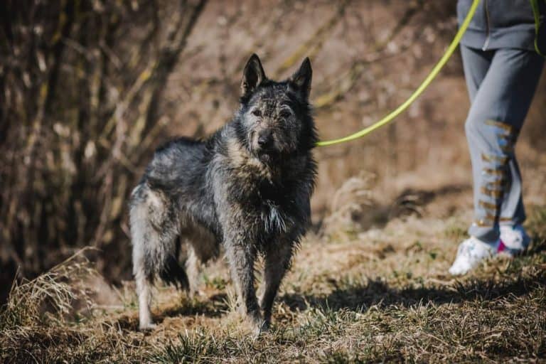 Tasmanija nyk. Laika
