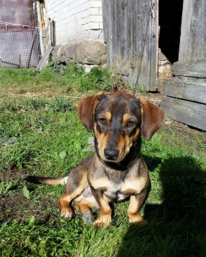 Tuziukas nyk. Julius