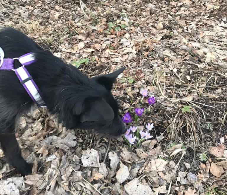 Koirakoulu – hajuerottelu teemapäivä