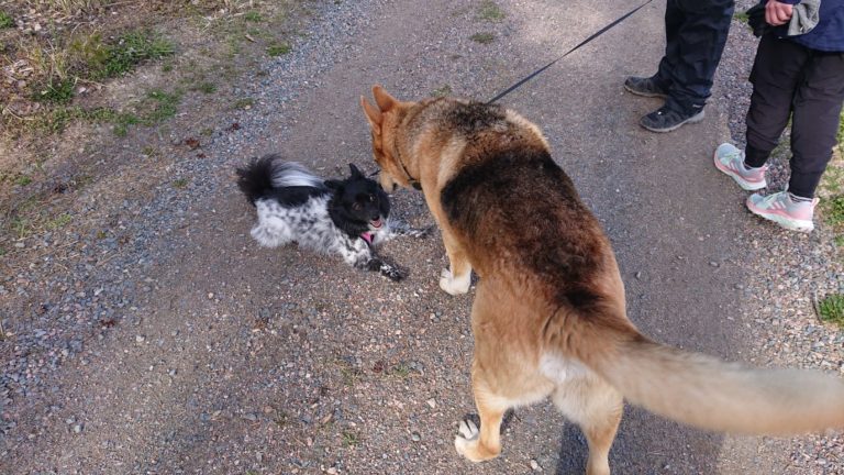 Koirakoulu – ohitus teemapäivä