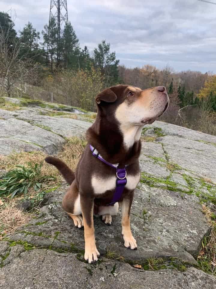 Koirakoulu – arkitokoa kurssi