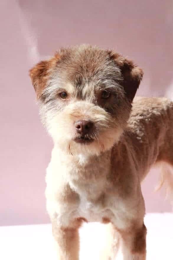 Gintariukas nyk. Mauno