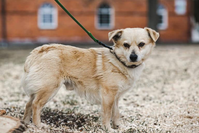 Rozmarinas nyk. Tauno