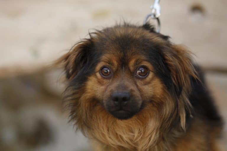 Burundukas nyk. Luka