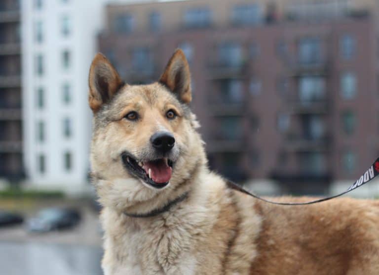 Makinlis nyk. Toivo Leijonamieli